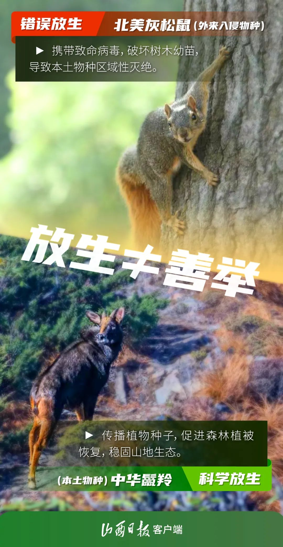 海报丨放生变“闯祸”?这些物种千万别乱放!_澎湃号·媒体_澎湃新闻-The Paper