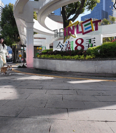 小柯基肉圆的滨港·今潮8弄萌游记，宠物友好新体验
