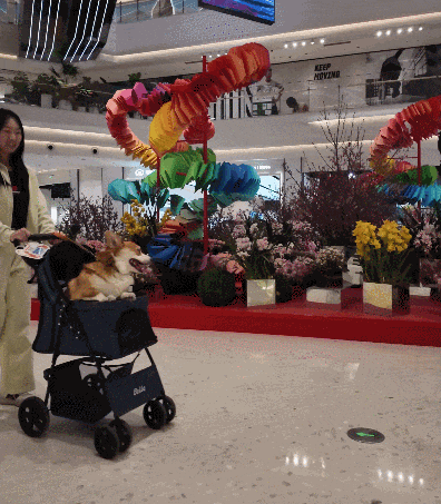 小柯基肉圆的滨港·今潮8弄萌游记，宠物友好新体验