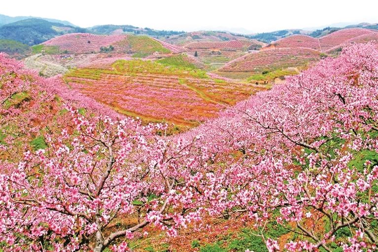 千亩桃园经典网页版传奇 共赴春日之约