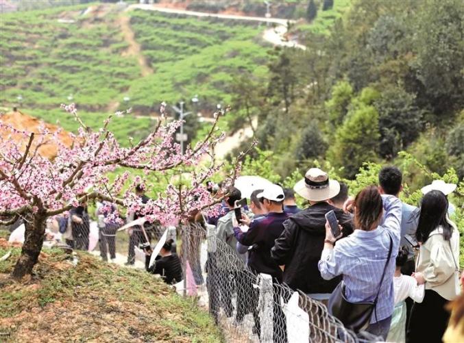千亩桃园经典网页版传奇 共赴春日之约