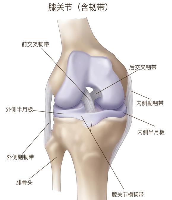 半月板因其外观如新月而得名,内侧半月板是半月形的"c"形状,外侧半月