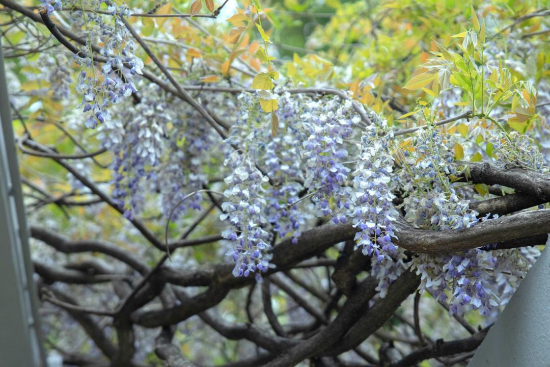 冠"的美誉紫藤花杨浦公园02紫藤花定格了春天的温柔与浪漫或围坐闲聊