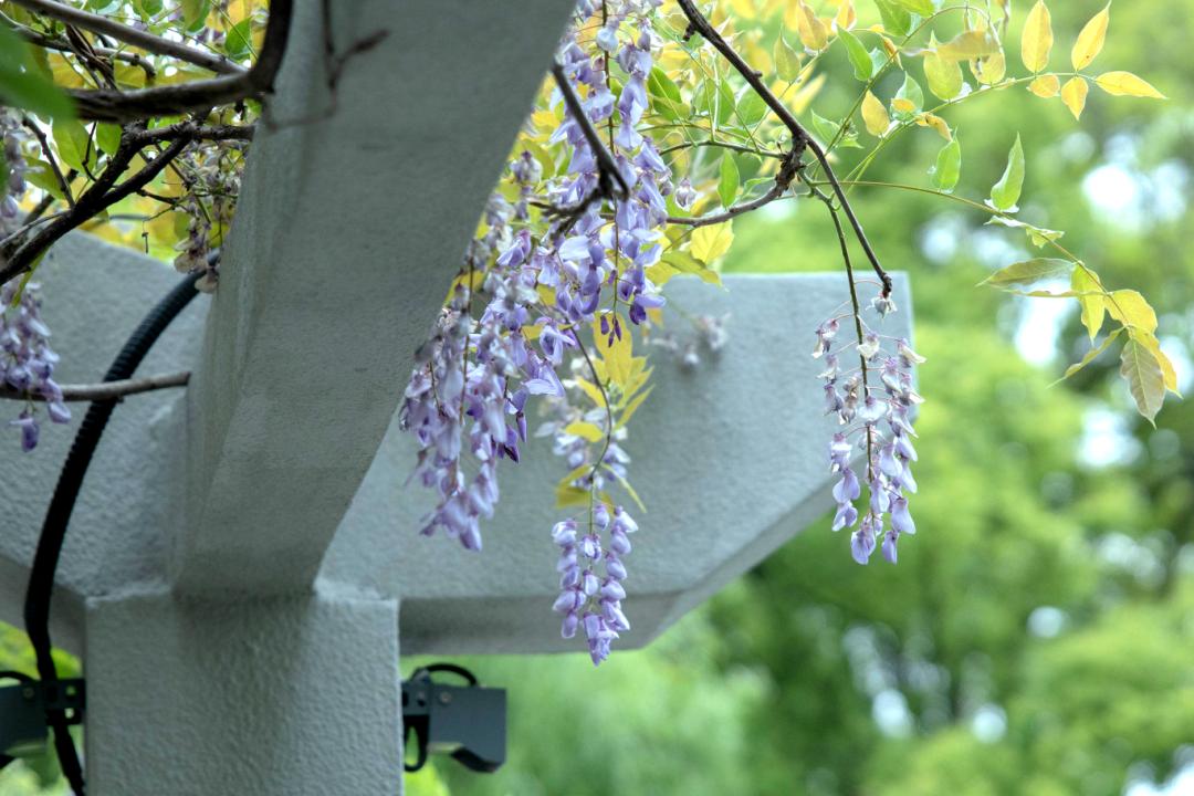 公园素有"藤花之冠"的美誉紫藤花杨浦公园02紫藤花定格了春天的温柔