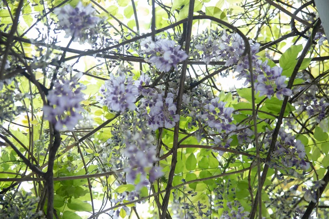 公园素有"藤花之冠"的美誉紫藤花杨浦公园02紫藤花定格了春天的温柔