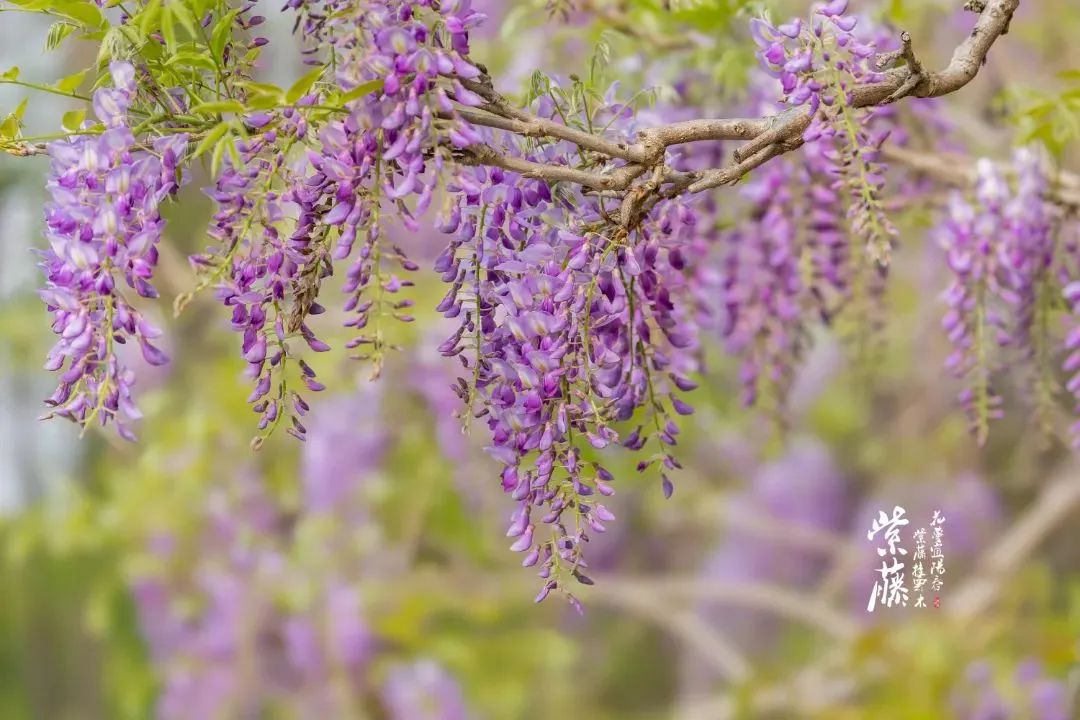 春日浪漫不停!杨浦的紫藤花,美翻了