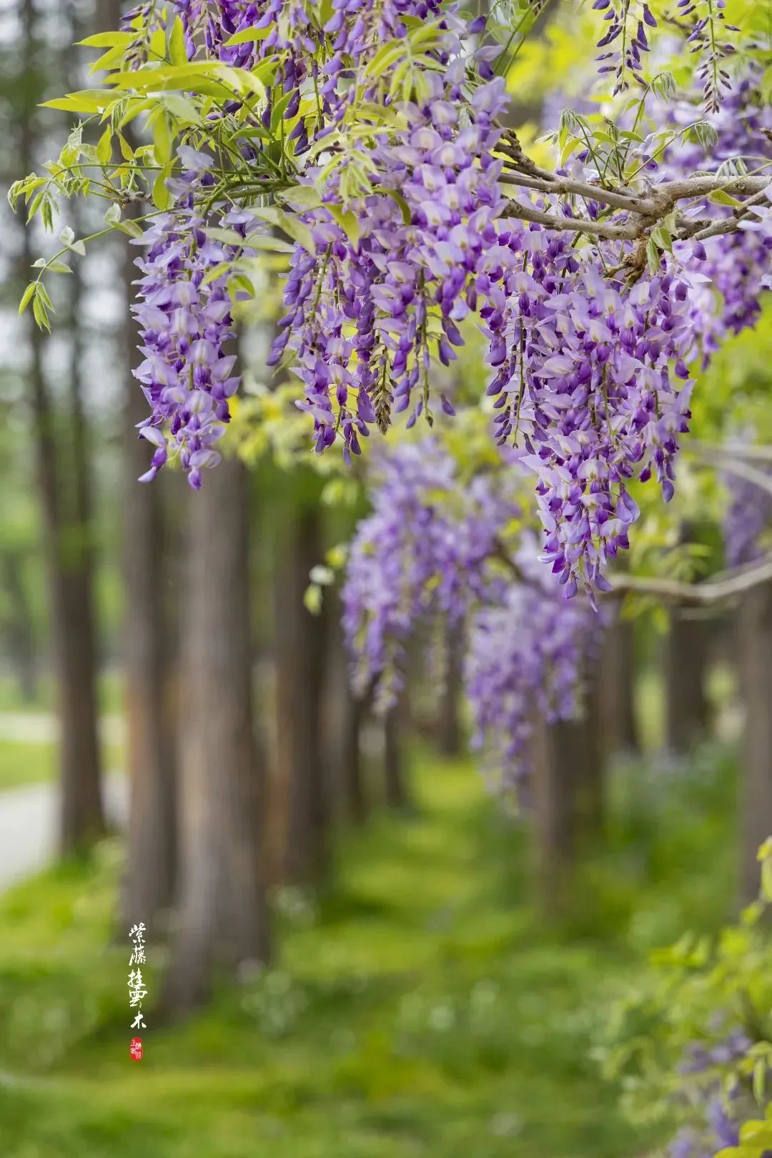 春日浪漫不停!杨浦的紫藤花,美翻了