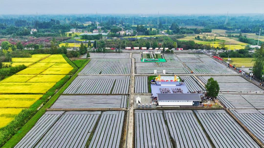 成都全国文明城市称号_成都文明村镇创建经验_创建文明城市24字标语