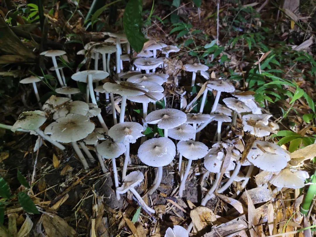 夏至菌你在哪里?武宣人的"寻宝大战"进入高潮!