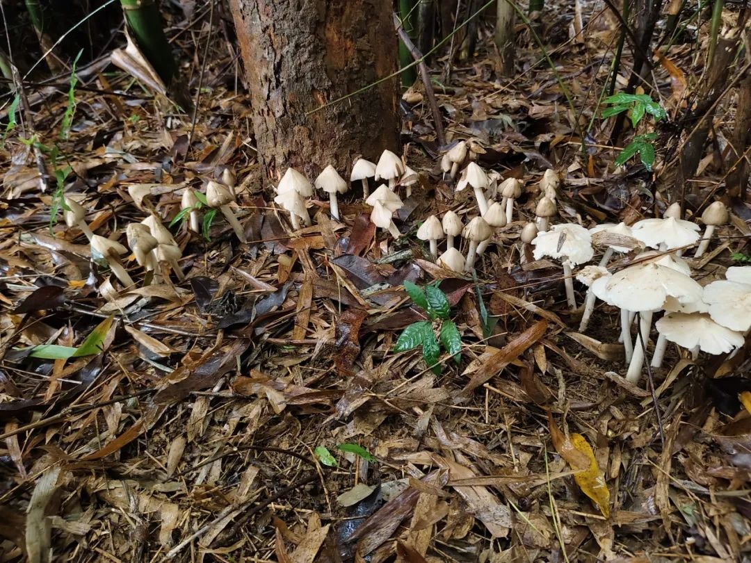 夏至菌你在哪里?武宣人的"寻宝大战"进入高潮!