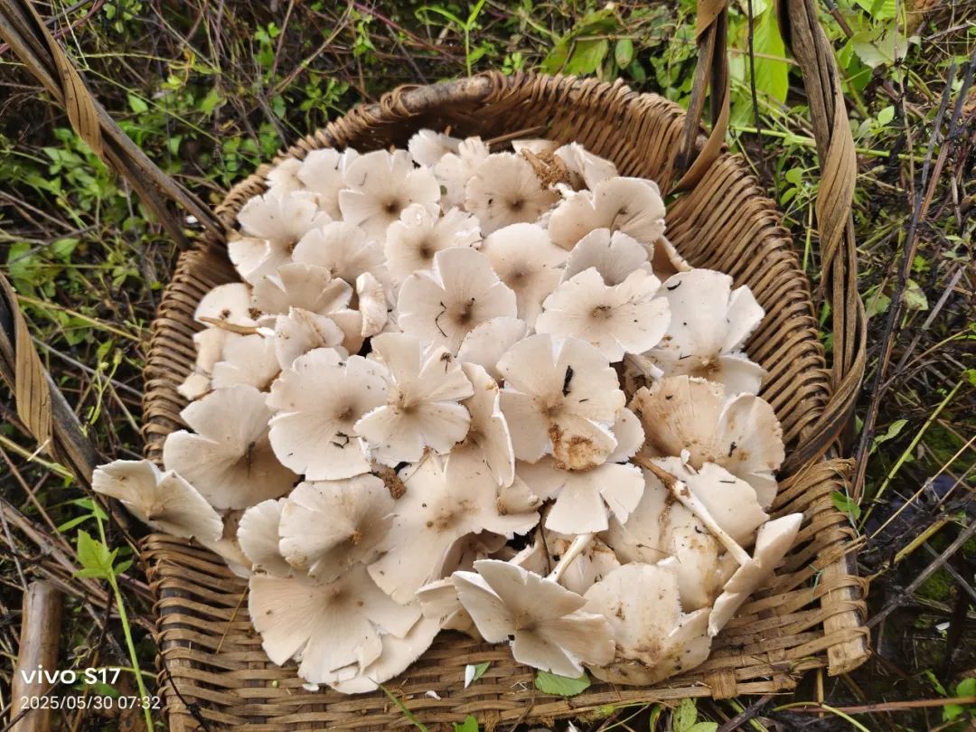 夏至菌你在哪里?武宣人的"寻宝大战"进入高潮!