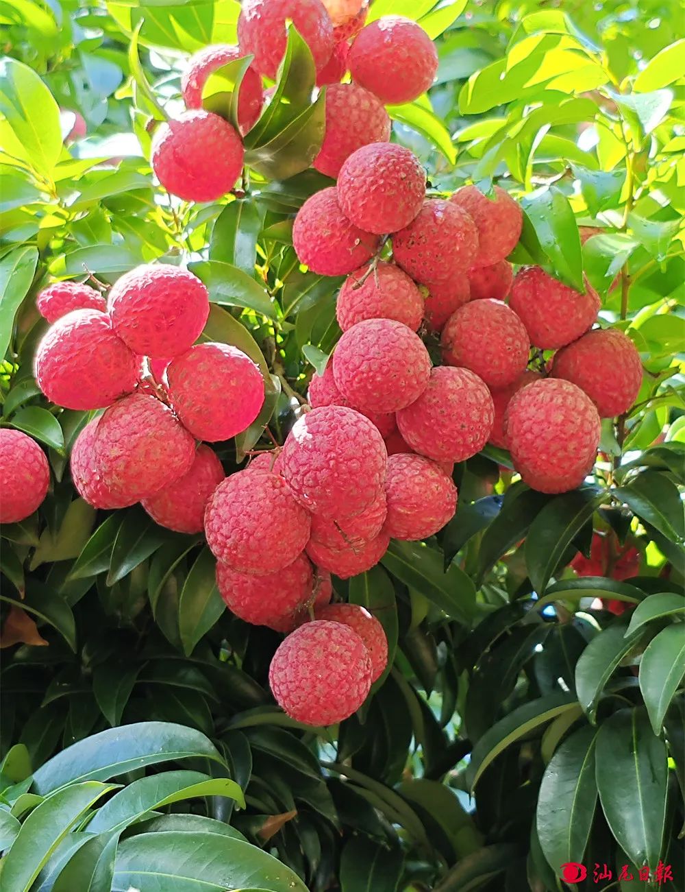 33年，两代人，一颗荔！汕尾“红嵄荔”的“破茧成蝶”记