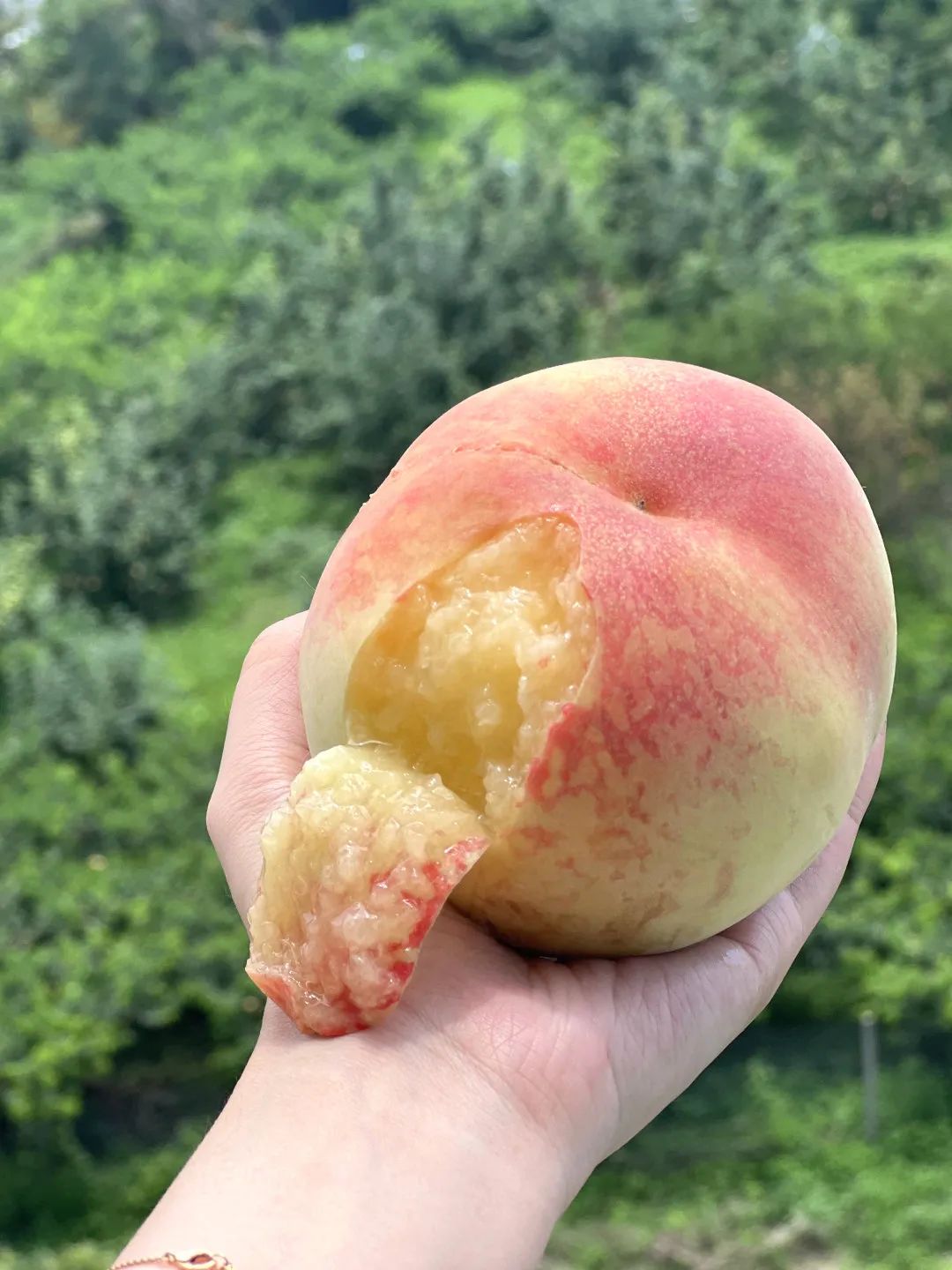 无锡水蜜桃最新消息!