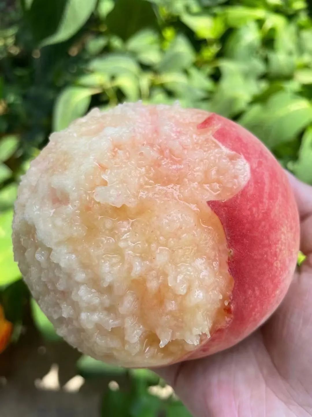 无锡水蜜桃最新消息!