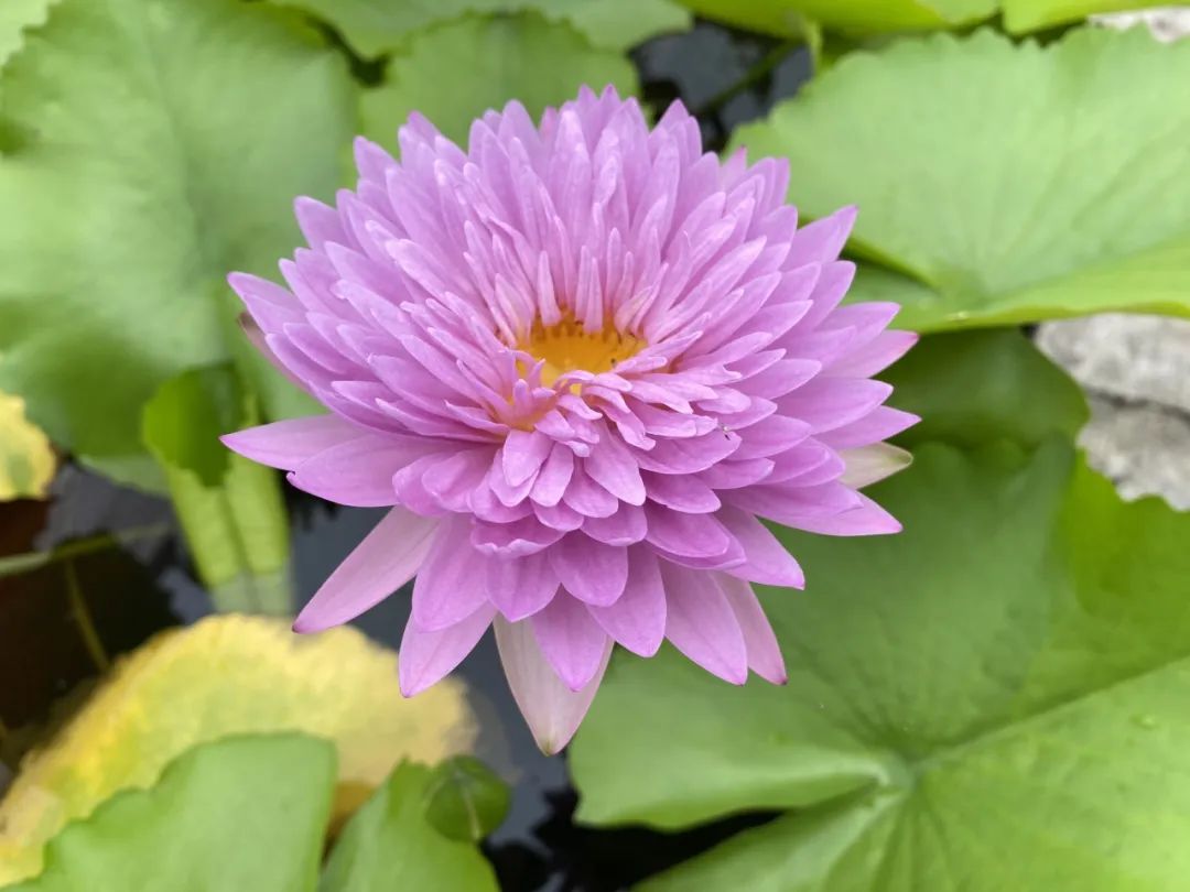 上海荷花睡莲展主会场8个国内首展睡莲品种惊艳登场