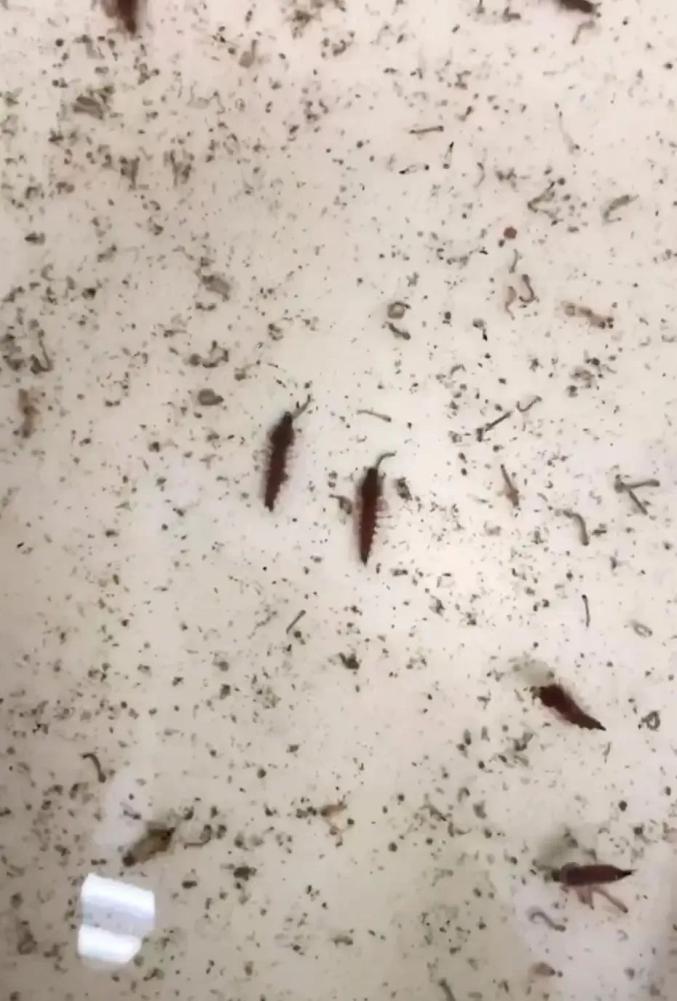 "以蚊治蚊"战基孔肯雅热!广东灭蚊放大招