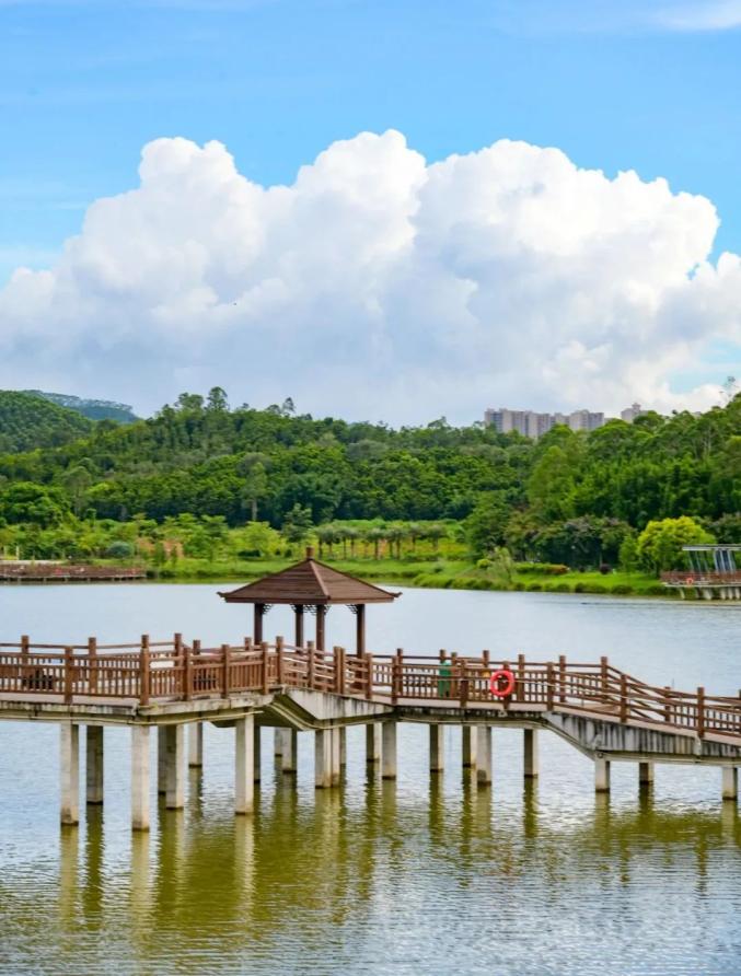 金星湖湿地公园.谢灼均/摄今天你的心情如何?有什么计划?