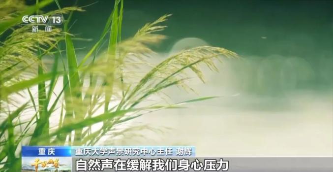 登上央视！重大团队用自然声音疗愈心灵