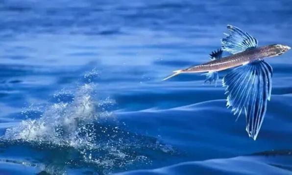 海洋科普 | 天空的海洋王者——飞鱼