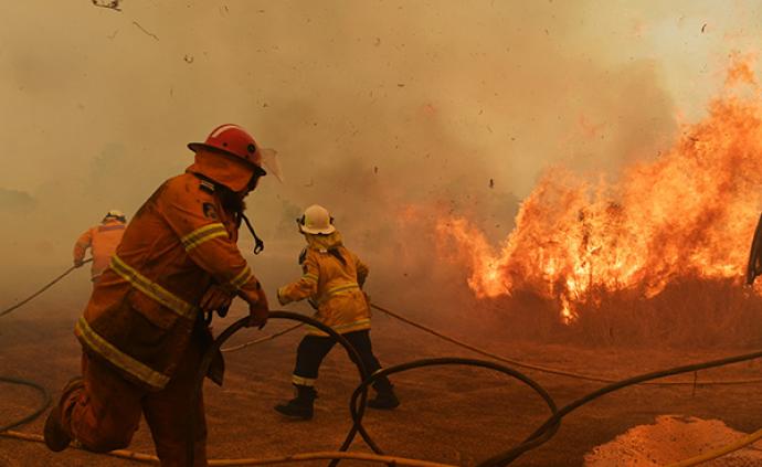 澳大利亚东部大火不断，数百只考拉遇难