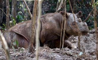 马来西亚最后一头苏门犀死亡，全球仅剩80头