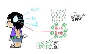 【答網(wǎng)友問】汗為什么是臭的？