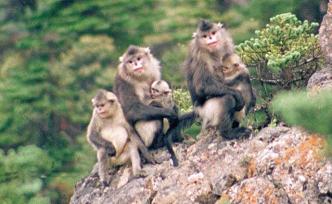 在白马雪山待了10年，他才拍到这张滇金丝猴全家福