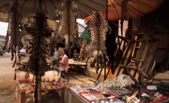 野生动物保护专家呼吁：全球禁止野生动物贸易，守护健康家园