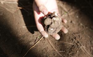 中国式松露采摘：过早采挖有损营养