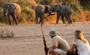 “游客若在南非动物园被野兽撕咬会被击毙”系谣言