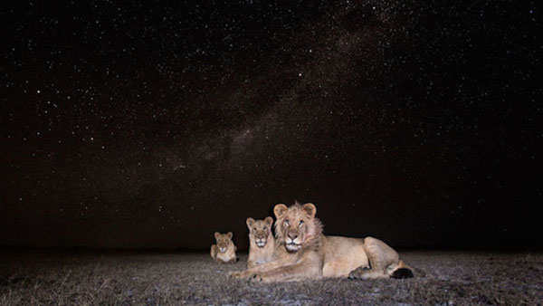 他为这一系列作品取名为"african wildlife at night"(非洲夜未眠)