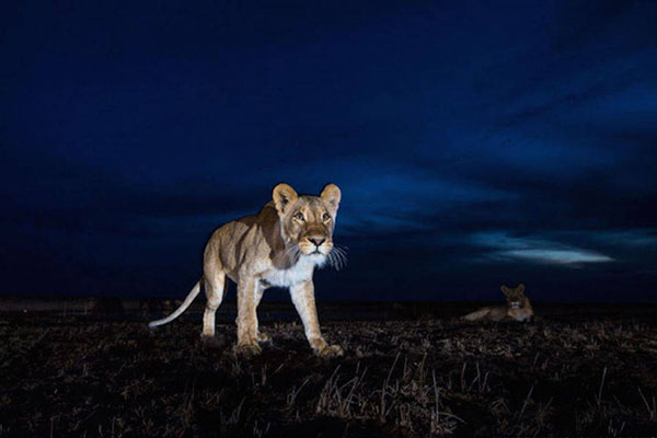他为这一系列作品取名为"african wildlife at night"(非洲夜未眠)