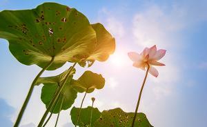 三伏天如何起居饮食，中医支招“体质调养三原则”