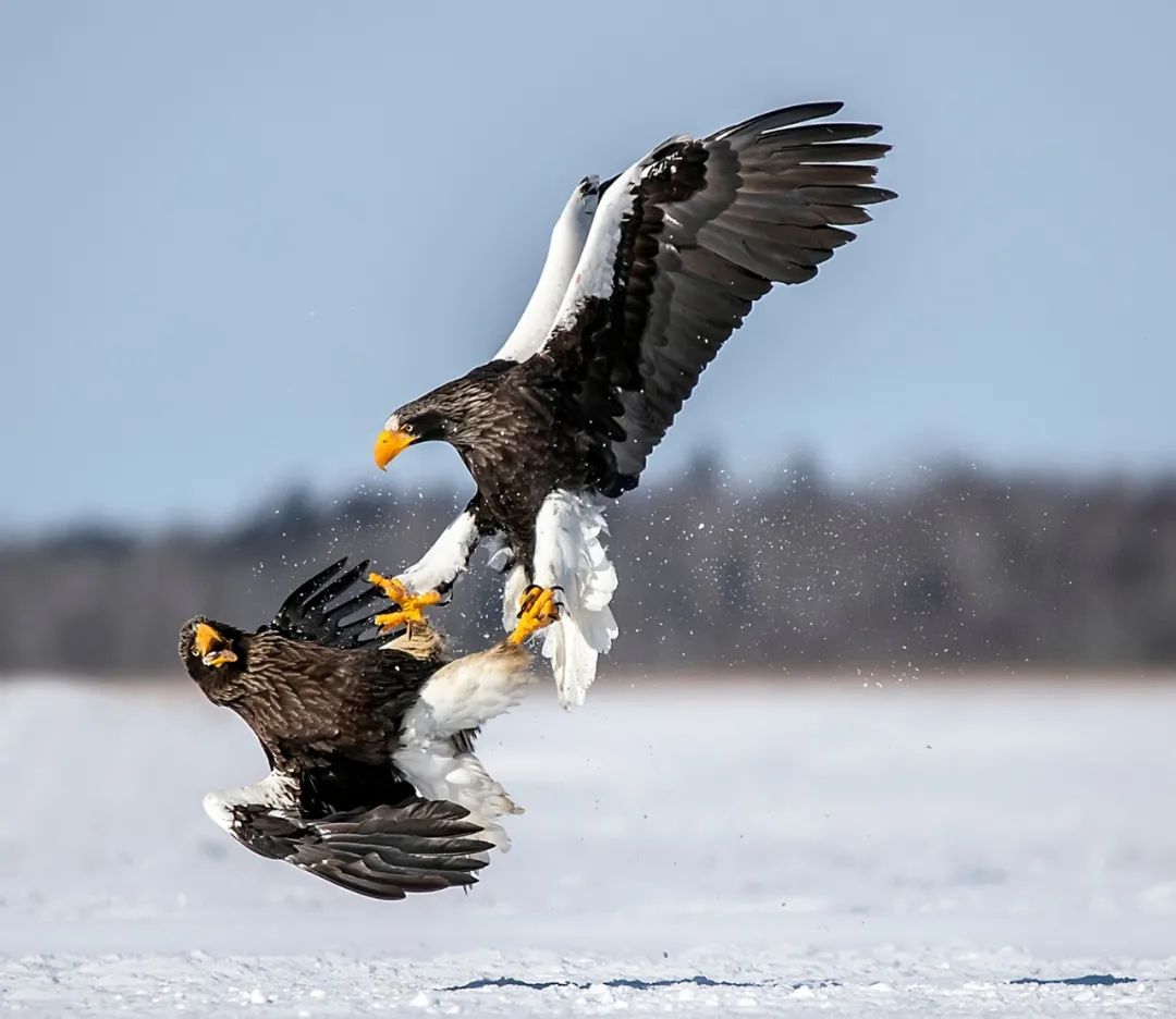 李婷婷：动物世界