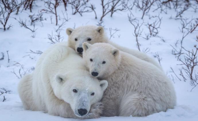 国际北极熊日：拯救冰雪萌主，人类请不再沉默