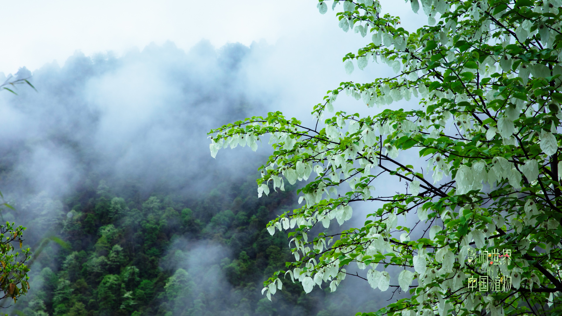 热带常绿阔叶林中"中国鸽子花"珙桐,图片来源:李成才