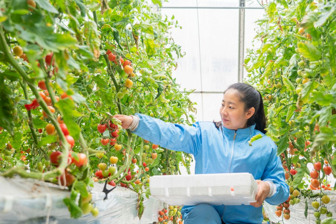 农业科技公司的员工在采收无土栽培的圣女果