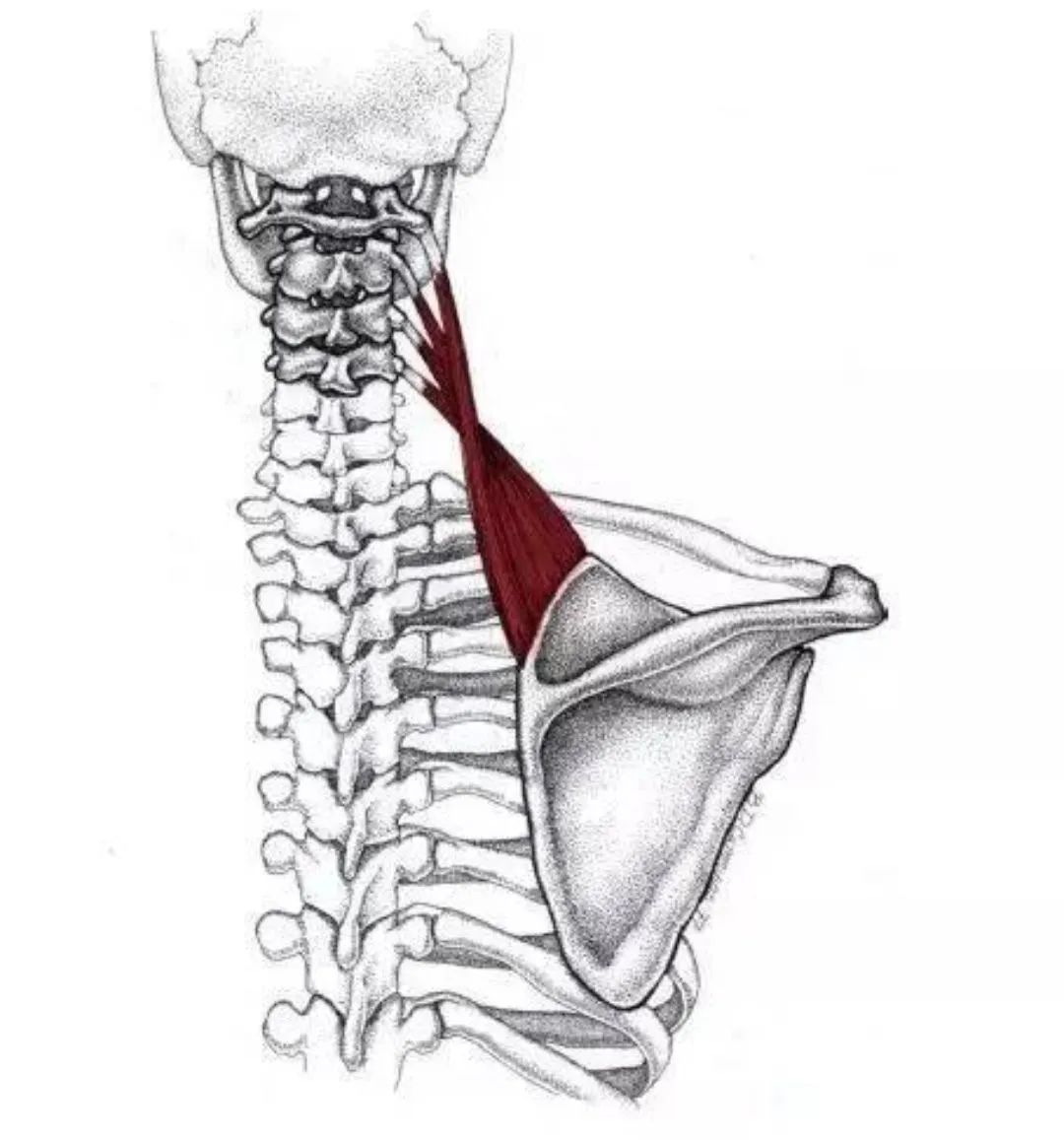 胸锁乳突肌深面图片