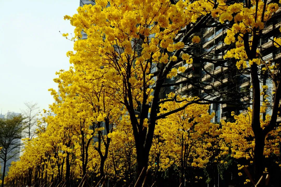 春暖花开天河珠江公园的黄花铃盛放啦