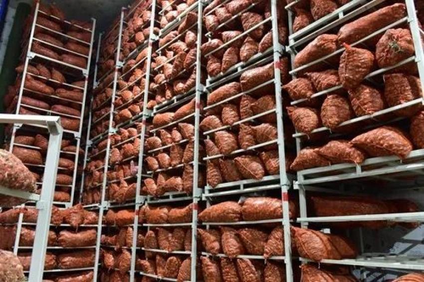 流航农业的冷链仓库里存储的紫皮大蒜,都是从周边的农村合作社,种植