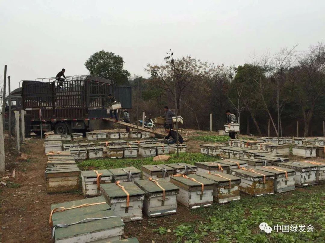 湖北养蜜蜂有哪些地方 湖北养蜜蜂有哪些地方可以养