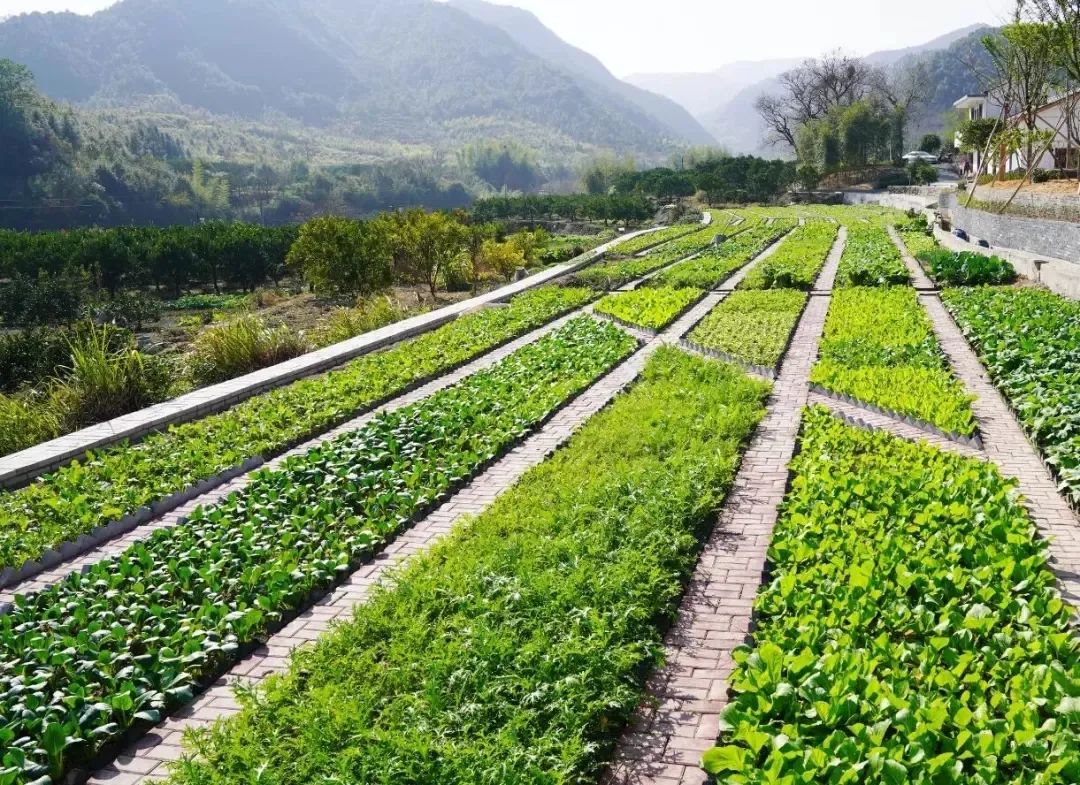 春耕备耕正当时衢州市妇联送服务进一米菜园