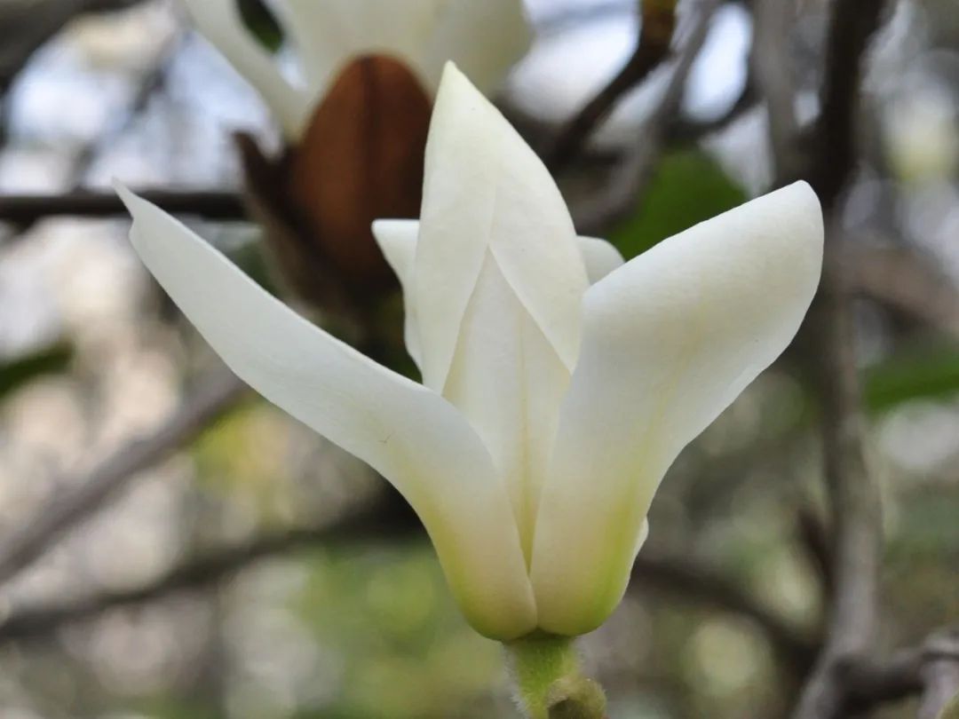 家里的自然课|白玉兰带着市花精神踏步而来