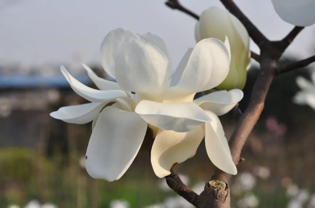 其中,芽变品种包括花被片显著增多的重瓣白玉兰及玉灯玉兰,后者初