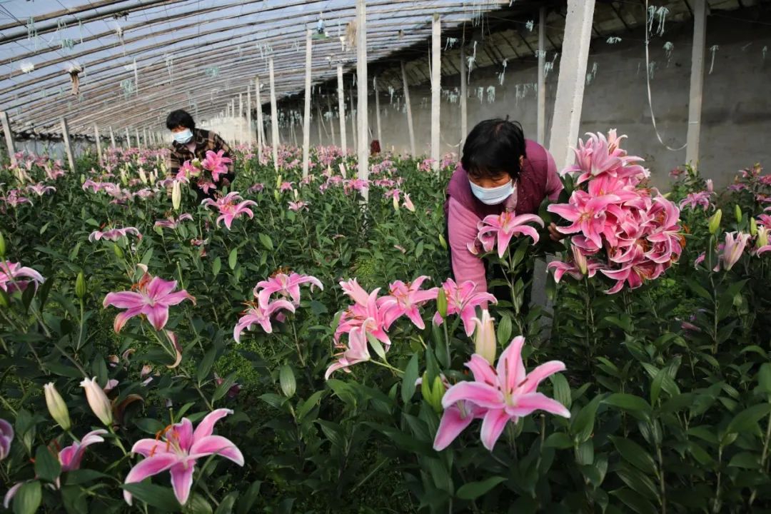 赣榆金山人口_赣榆金山镇