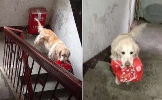 武汉9岁金毛犬每日给女主人下楼送饭，只因她要做这件特殊事