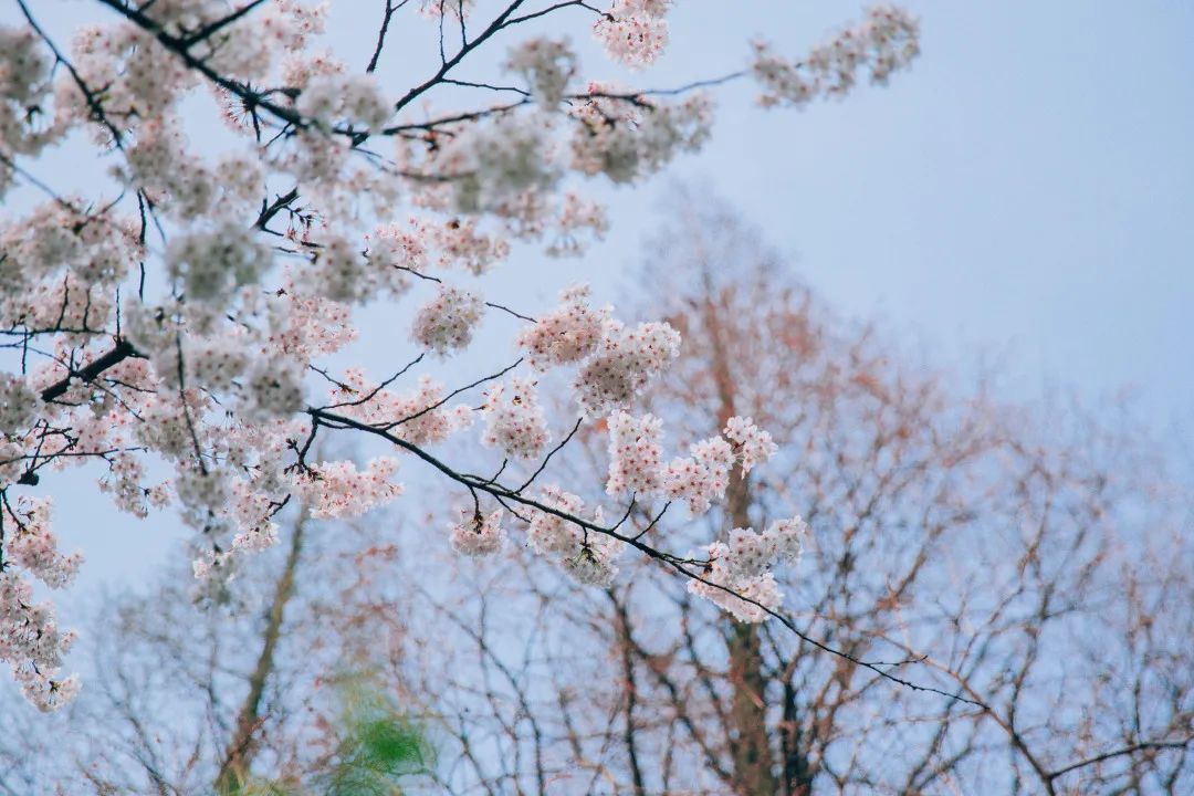高考倒计时99天春光明媚樱花和我都在复旦等你