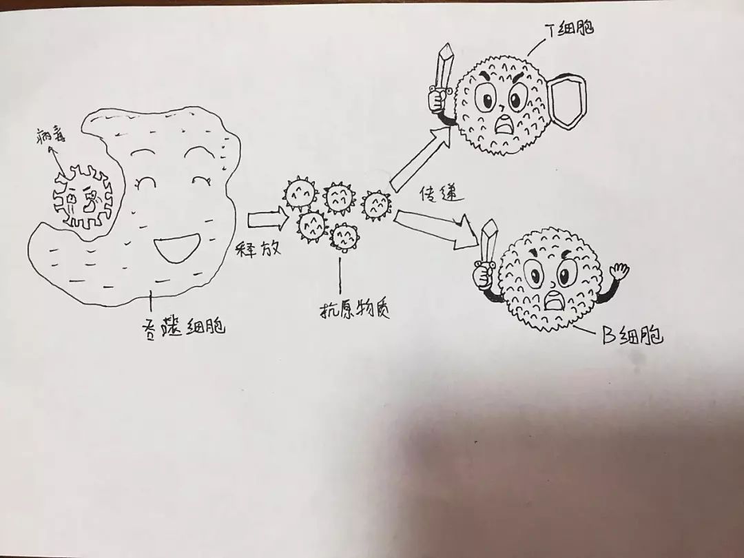 新冠來襲你的免疫系統準備好了嗎