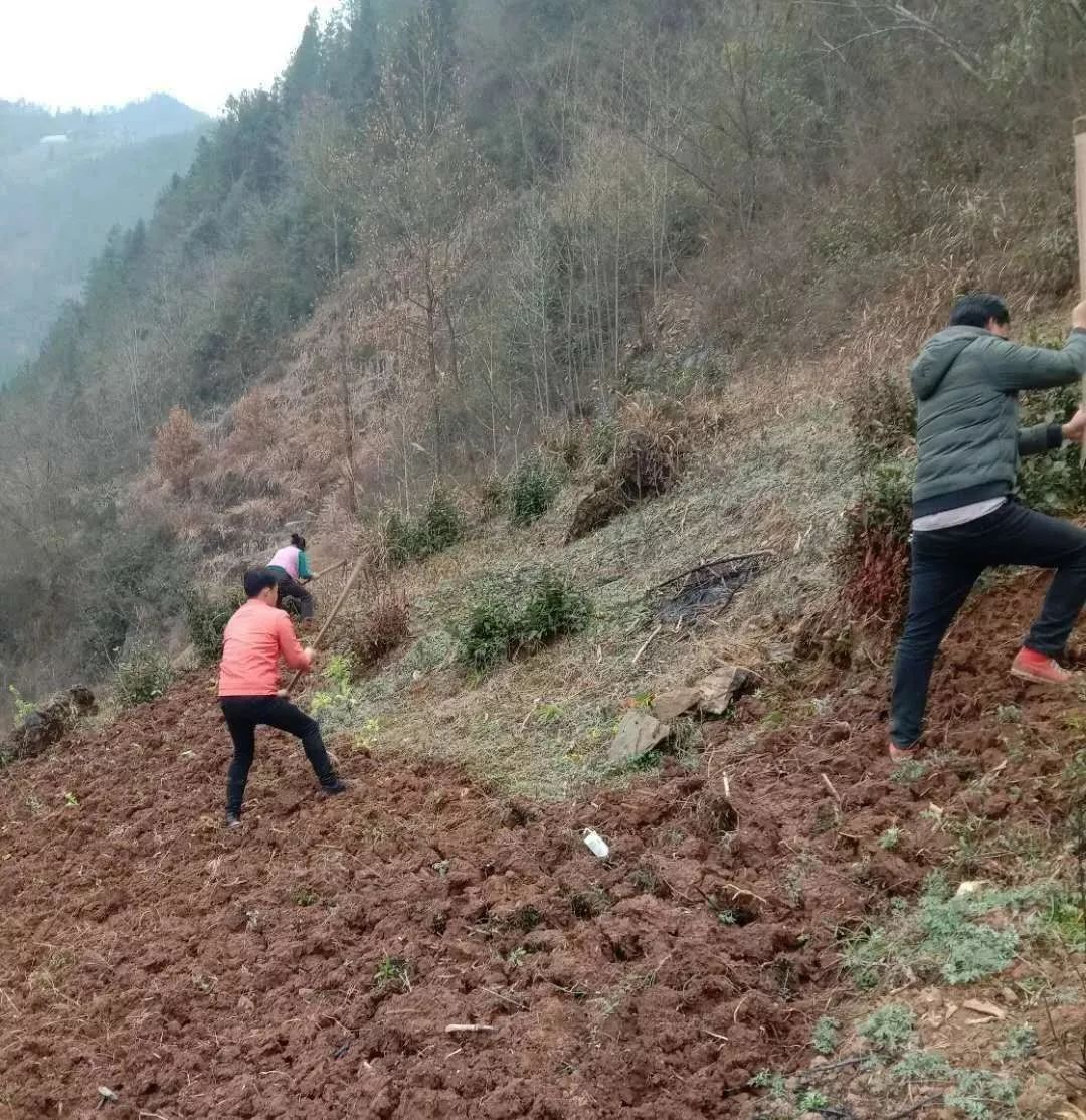 抗击疫情 巾帼行动 重庆城口鸡鸣巾帼防“疫”春耕两不误！澎湃号·政务澎湃新闻 The Paper 5549