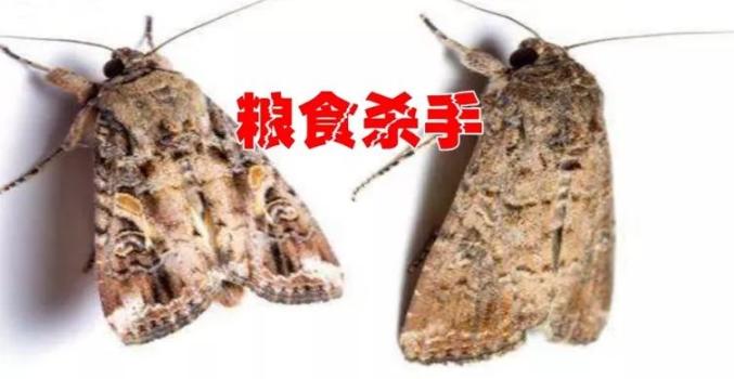 粮食杀手这种蛾子在钟落潭玉米田出没要尽早施药